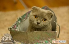 英短猫公发情怎么办,猫发情如何处理,英国短毛猫发情怎么办，英短公猫发情的状态