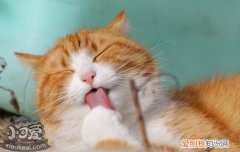 猫怀孕吃什么,猫怀孕吃什么好,猫怀孕可以吃什么东西，猫怀孕了可以吃什么