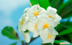 干枝梅花期多长时间浇一次水 干枝梅花期多长时间开花