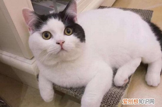 公猫叫个不停是为什么 公猫叫个不停的原因