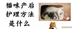 猫咪产后护理,猫咪，猫咪产后护理,猫咪要做什么
