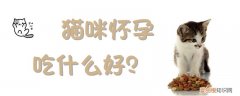 猫咪怀孕吃什么好,猫咪，猫咪怀孕吃什么比较好