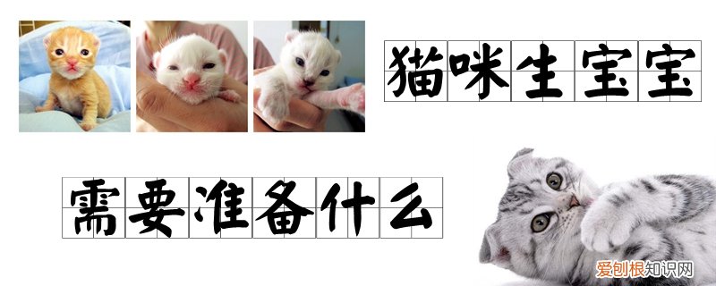 猫咪生宝宝需要准备什么,猫咪，猫咪要生宝宝的时候都要准备什么