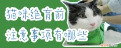 猫咪绝育前注意事项,猫咪绝育，猫咪绝育前的注意事项