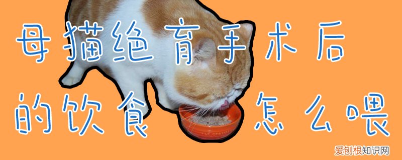 母猫绝育手术后的饮食,母猫绝育，母猫绝育手术后吃什么