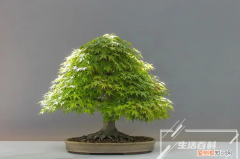 石榴花什么时候开几月开 石榴花一般几月份开花结果