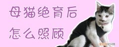 母猫绝育后怎么照顾,母猫绝育，母猫绝育后该怎么照顾