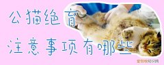 公猫绝育注意事项,公猫绝育，公猫绝育注意事项猫咪