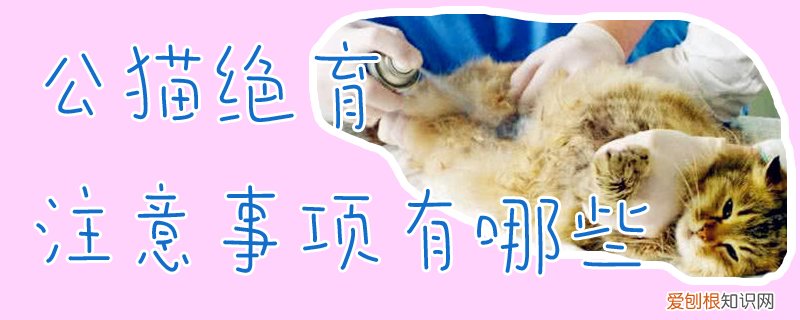 公猫绝育注意事项,公猫绝育，公猫绝育注意事项猫咪