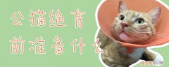 公猫绝育前准备什么,公猫绝育，公猫绝育要做哪些准备