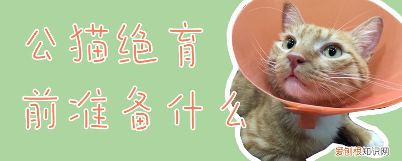 公猫绝育前准备什么,公猫绝育，公猫绝育要做哪些准备