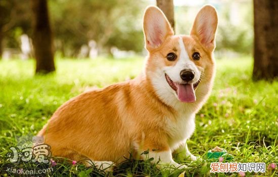 如何训练柯基吃饭，狗狗用餐礼仪的训练方法，柯基犬的训练方法