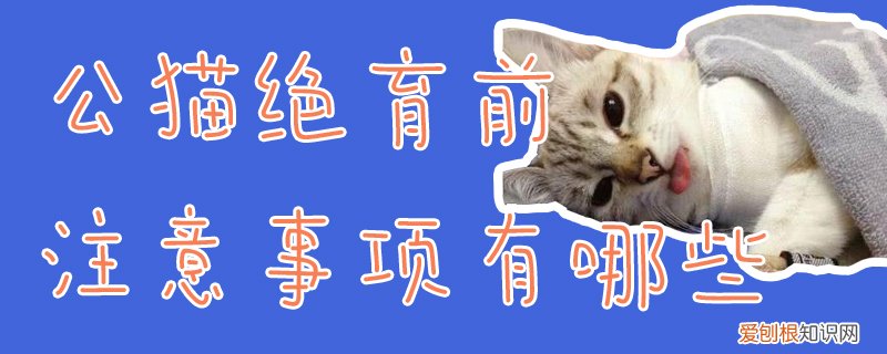 公猫绝育前注意事项,公猫绝育，公猫绝育后需要注意事项