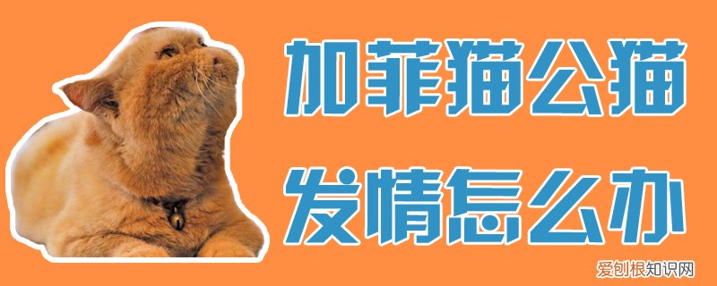 加菲猫公猫发情怎么办,加菲猫，加菲猫公猫发情怎么办,加菲猫一直叫