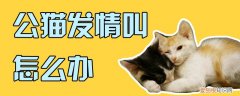 公猫发情叫怎么办,公猫,发情，公猫发情叫怎么办,公猫,发情不叫了