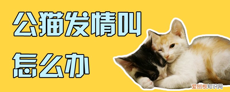 公猫发情叫怎么办,公猫,发情,公猫发情叫怎么办,公猫,发情不叫了