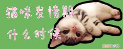 猫咪发情期什么时候,猫咪,发情期