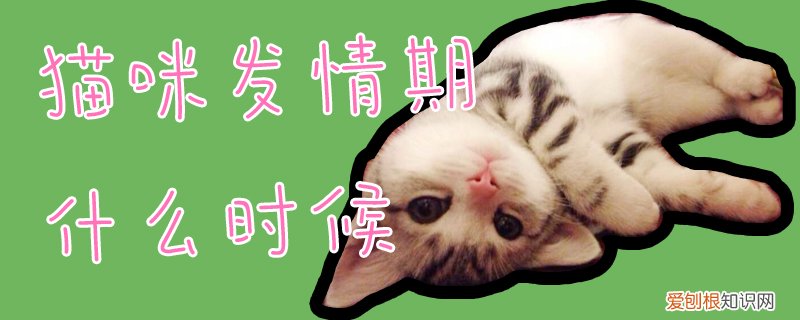 猫咪发情期什么时候,猫咪,发情期