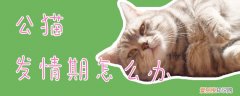 公猫发情期怎么办,公猫,发情期，公猫发情期怎么办,公猫,发情期是几天