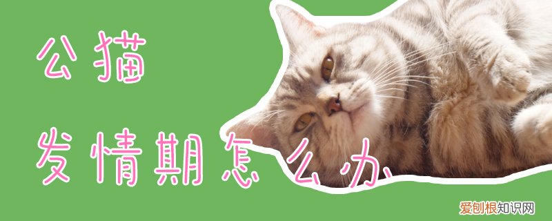 公猫发情期怎么办,公猫,发情期，公猫发情期怎么办,公猫,发情期是几天