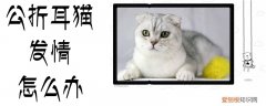 公折耳猫发情怎么办,折耳猫，折耳猫怎么回事