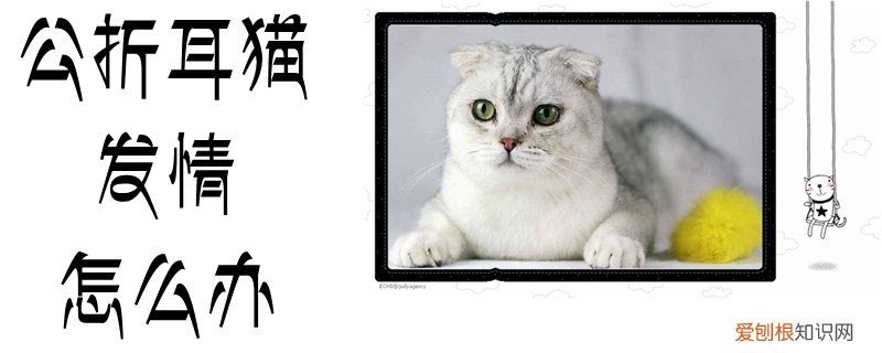 公折耳猫发情怎么办,折耳猫，折耳猫怎么回事