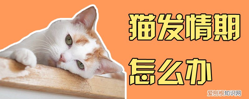 猫发情期怎么办,猫,发情期