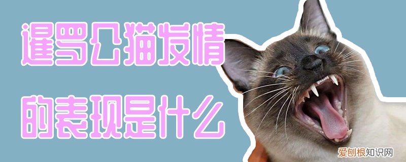 暹罗公猫发情的表现,暹罗猫,暹罗公猫发情的表现,暹罗猫还能配吗