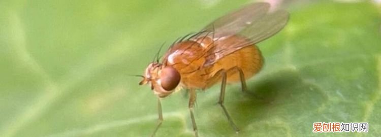 屋里有像七星瓢虫会飞的虫子 房间里有很多七星瓢虫怎么办