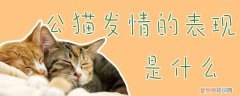 公猫发情的表现是什么,公猫,发情，公猫发情的表现是什么,公猫,发情是什么