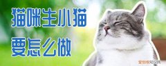 猫咪生小猫要怎么做,猫咪，怎么生小猫的时候是怎样的