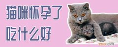 猫咪怀孕了吃什么好,猫咪,怀孕，猫咪怀孕了吃什么好,猫咪,怀孕吃什么