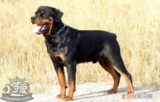 狗狗如果有这些行为一定要注意，狗狗的行为代表什么，狗狗需要你的4大表现