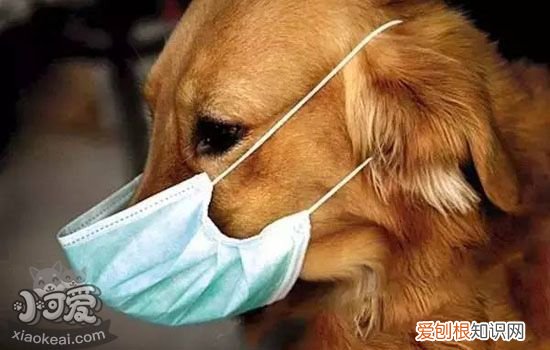 狗狗如果有这些行为一定要注意，狗狗的行为代表什么，狗狗需要你的4大表现