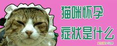 猫咪怀孕症状是什么,猫咪,怀孕，怀孕的猫咪有什么症状