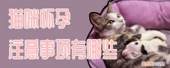猫咪怀孕注意事项有哪些,猫咪,怀孕，怀孕的猫咪要注意什么