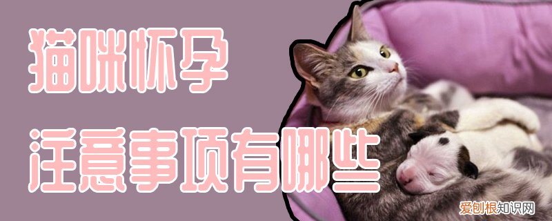 猫咪怀孕注意事项有哪些,猫咪,怀孕，怀孕的猫咪要注意什么
