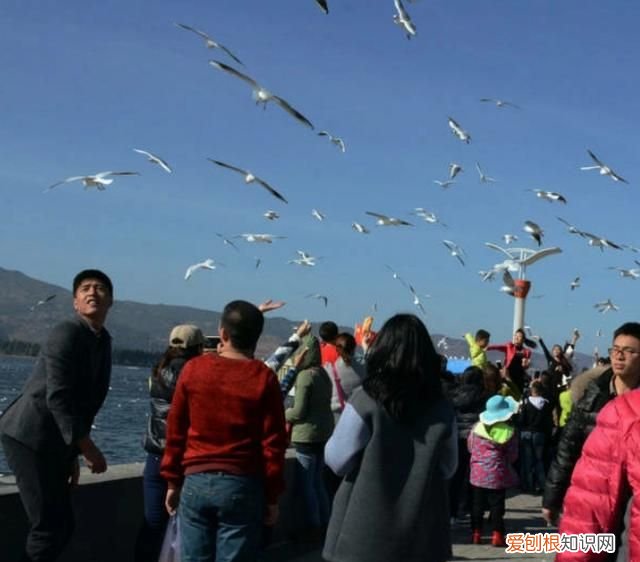 昆明红嘴鸥最佳观赏地 昆明红嘴鸥是不是保护动物