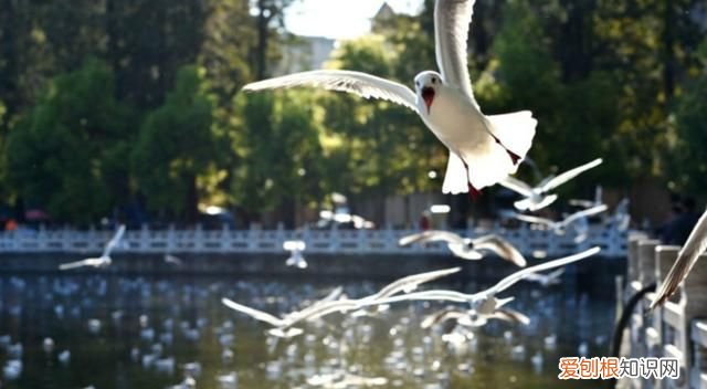 昆明红嘴鸥最佳观赏地 昆明红嘴鸥是不是保护动物