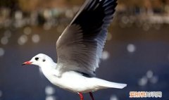 昆明红嘴鸥最佳观赏地 昆明红嘴鸥是不是保护动物