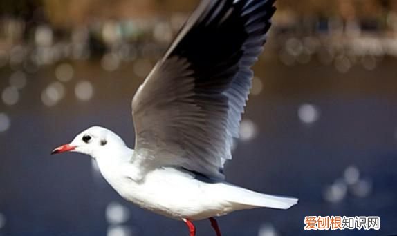 昆明红嘴鸥最佳观赏地 昆明红嘴鸥是不是保护动物