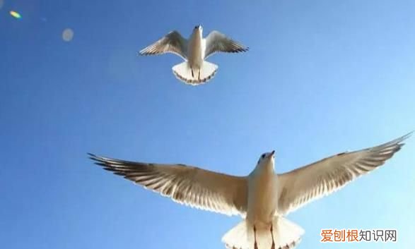 昆明红嘴鸥最佳观赏地 昆明红嘴鸥是不是保护动物