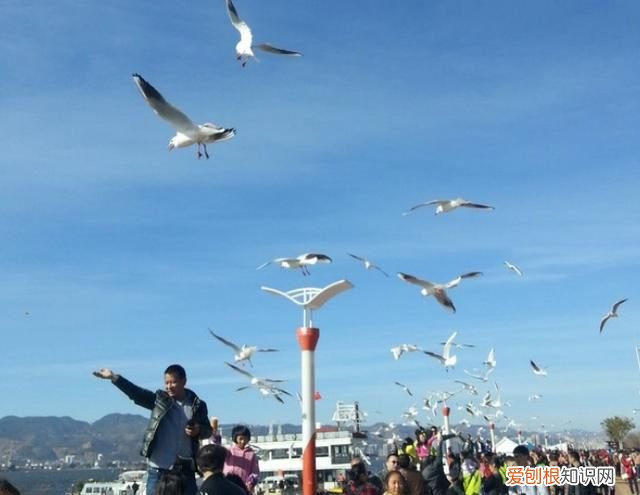 昆明红嘴鸥最佳观赏地 昆明红嘴鸥是不是保护动物