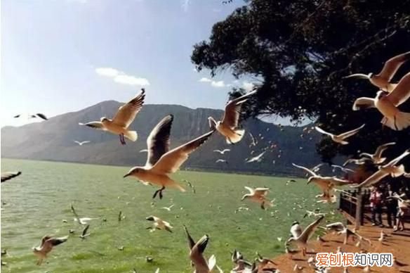 昆明红嘴鸥最佳观赏地 昆明红嘴鸥是不是保护动物