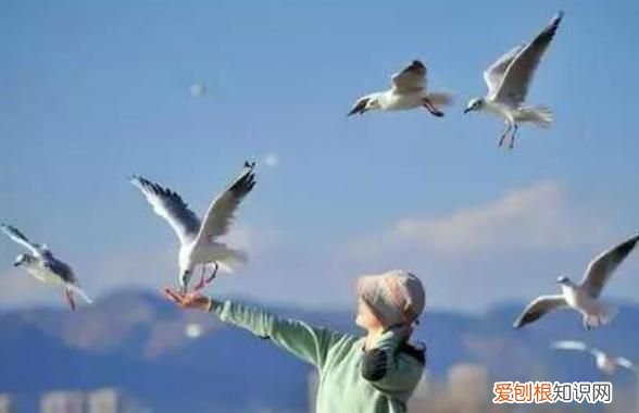 昆明红嘴鸥最佳观赏地 昆明红嘴鸥是不是保护动物