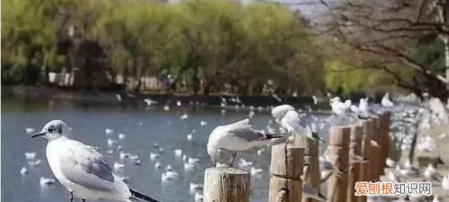 昆明红嘴鸥最佳观赏地 昆明红嘴鸥是不是保护动物