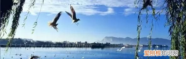 昆明红嘴鸥最佳观赏地 昆明红嘴鸥是不是保护动物