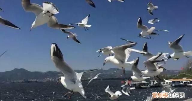 昆明红嘴鸥最佳观赏地 昆明红嘴鸥是不是保护动物
