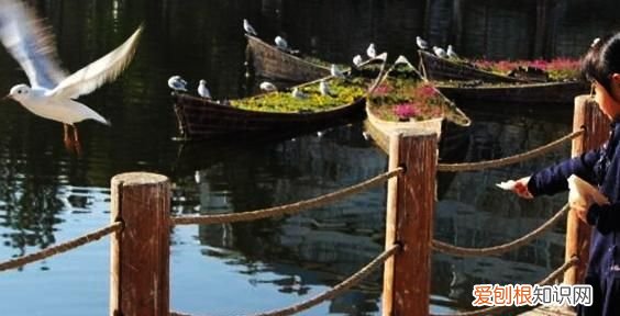 昆明红嘴鸥最佳观赏地 昆明红嘴鸥是不是保护动物