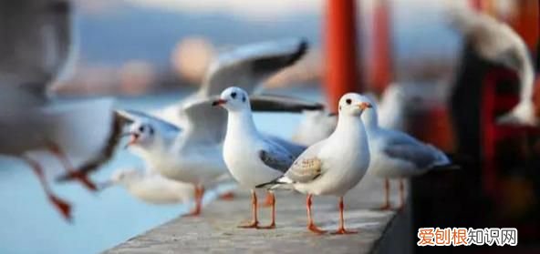 昆明红嘴鸥最佳观赏地 昆明红嘴鸥是不是保护动物